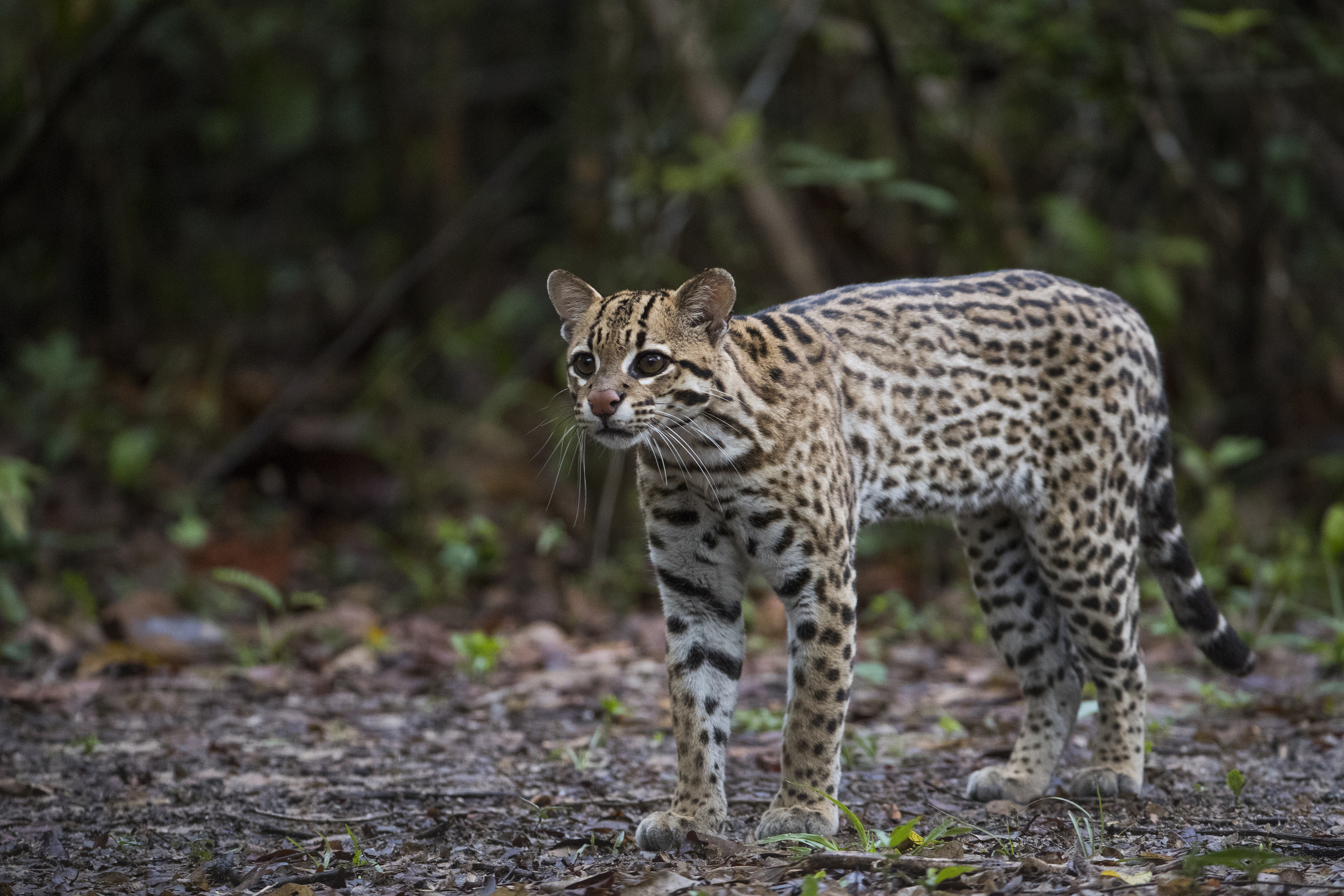 Ocelot mexico 2024